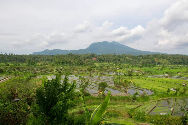 Campos de arroz em terraços em Bali, indonésia — Fotografia de Stock