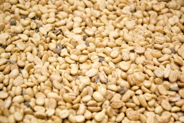 Luwak kahve çekirdekleri