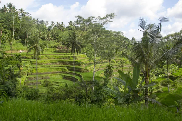 Terrasvormige rijstvelden op bali, Indonesië — Stockfoto
