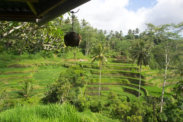 Teraszos rizs mezők, Bali, Indonézia — Stock Fotó