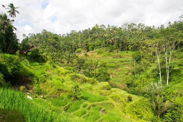 Terrasvormige rijstvelden op bali, Indonesië — Stockfoto