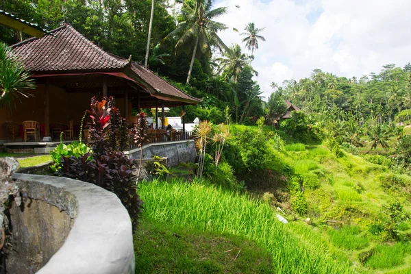 Campos de arroz em terraços em Bali, indonésia — Fotografia de Stock