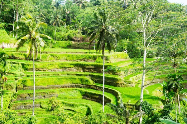 Teraszos rizs mezők, Bali, Indonézia — Stock Fotó