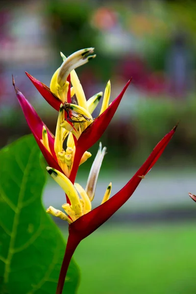 Foto de una flor de Heliconia — Foto de Stock