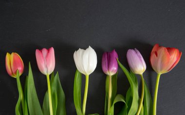 Lale ile bir renkli bahar arka plan