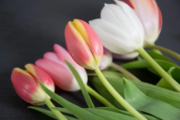 Un fondo de primavera colorido con tulipanes —  Fotos de Stock