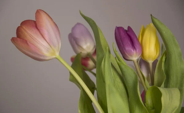 Uno sfondo colorato primavera con tulipani — Foto Stock