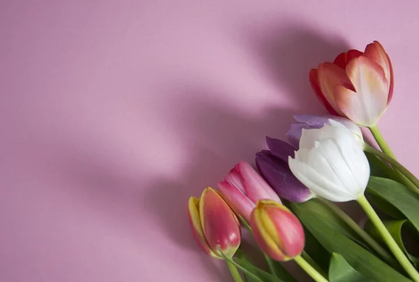 Een achtergrond van de kleurrijke lente met tulpen Stockfoto
