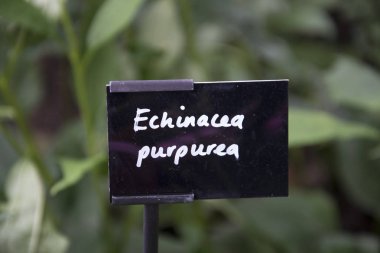 Ekinezya purpurea fotoğrafı.