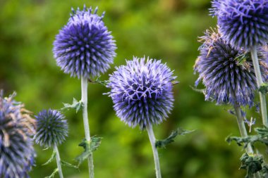 echinops ritro fotoğraf