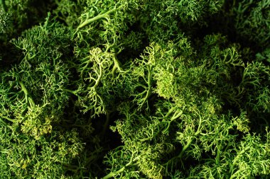 Yosun arka planı. Rangiferina yosunu. Makro. Üst görünüm