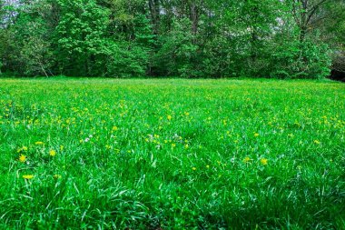 Spring green city park forest landscape yellow flowers