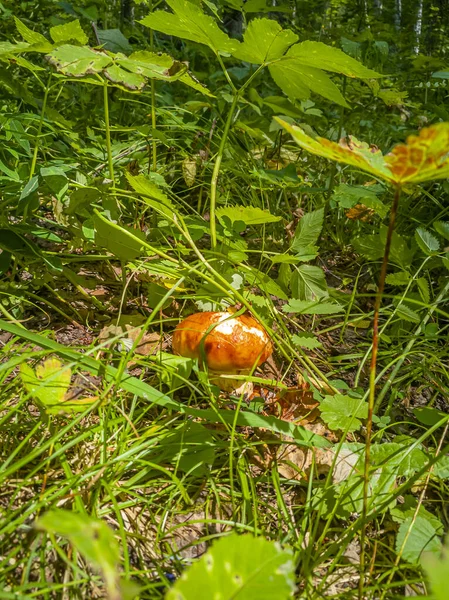 Jeune Suillus Luteus Champignons Cric Glissant Chignon Collant Champignon Comestible — Photo