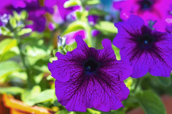 Dos Florecientes Petunia Púrpura Petún Jardín Verano Cerca Flores Violetas — Foto de Stock