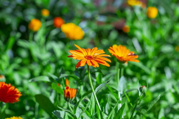 Garden orange  flowers - calendula (marigold).Summer landscape with blooming  flowers. Homeopathic plant,  medicine herb. Blurred background