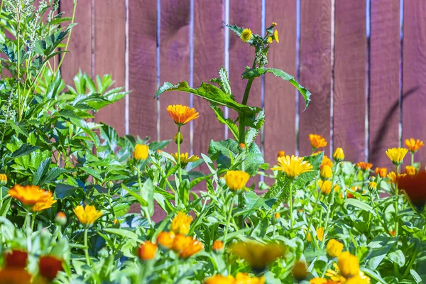 Flores Laranja Jardim Calêndula Calêndula Paisagem Verão Com Flores Florescentes — Fotografia de Stock