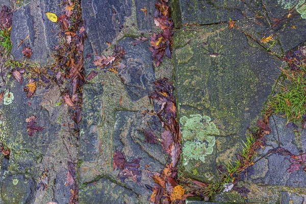 Fondo Autunnale Asfalto Bagnato Pavimentato Con Pozzanghere Foglie Autunnali Cadute — Foto Stock