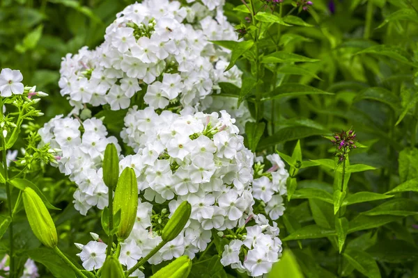 Phlox Paniculata Fehér Virágok Virágoznak Réten Zöld Háttér Borító Banner — Stock Fotó