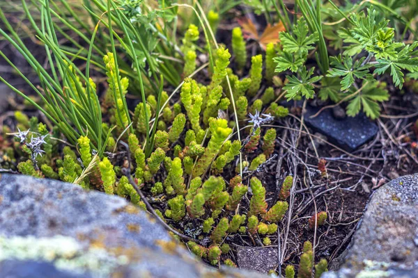 Sedum Acre Sedum Album Trvalá Bylinná Šťavnatá Rostlina Mnoha Stoupajícími — Stock fotografie