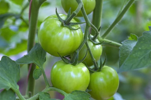 A bunch of organic unripe green tomato in a greenhouse. Homegrown, gardening and agriculture consept. Natural vegetable organic food production