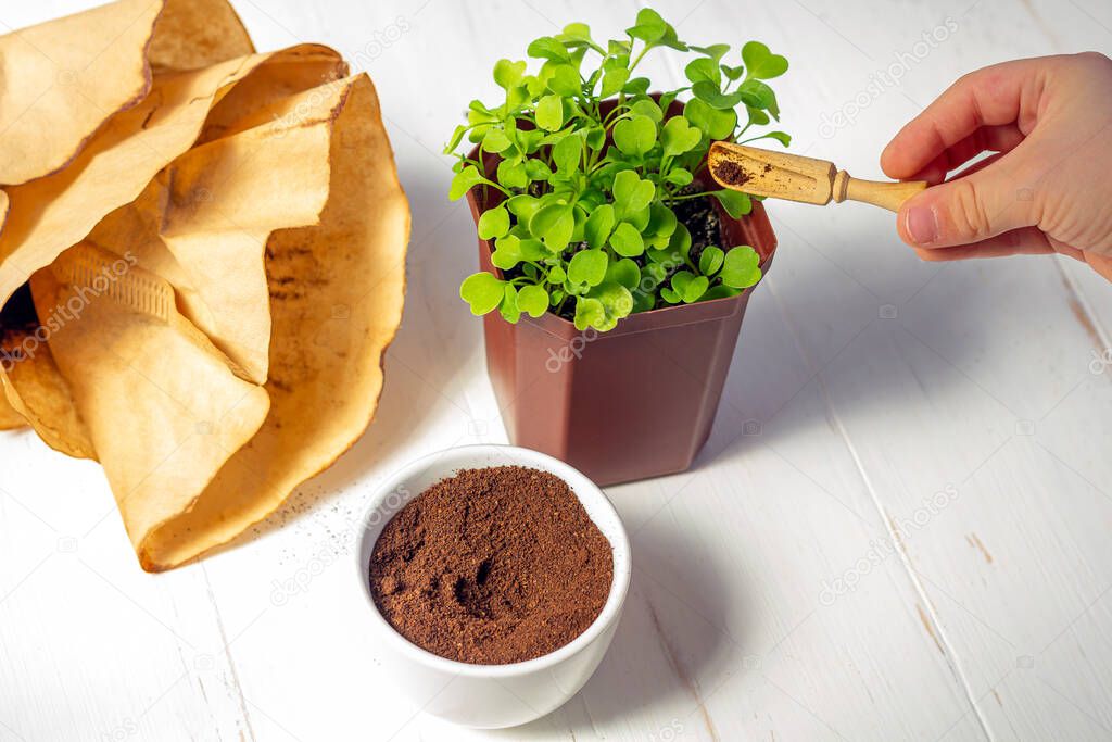 Recycling waste from ground coffee. Used coffee grounds as fertilizer micro greens in pot on white wooden background. Zero waste, eco friendly, reasonable consumption concept