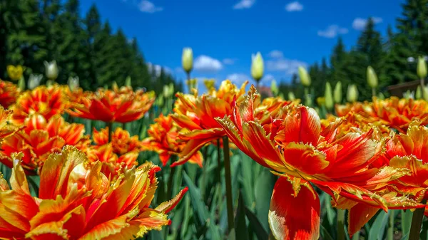 Bunte Rot Orangefarbene Tulpenblüten Auf Einem Blumenbeet Stadtpark Naturlandschaft Leuchtende — Stockfoto