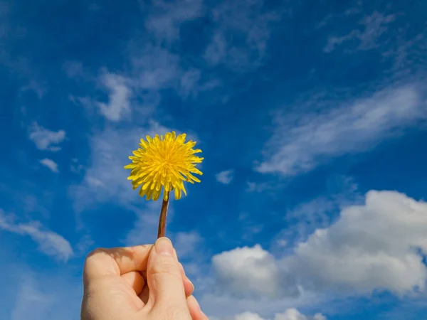 Vibrant Yellow Dandelion Female Hand Blue Sky Beginning Spring Consept — Stock Photo, Image