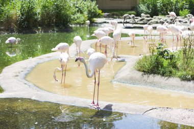 Pembe flamingolar içme suyu. Güzel kuş. Flamingo