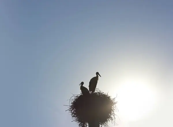 Storks Sky Storks Nest — Stock Photo, Image