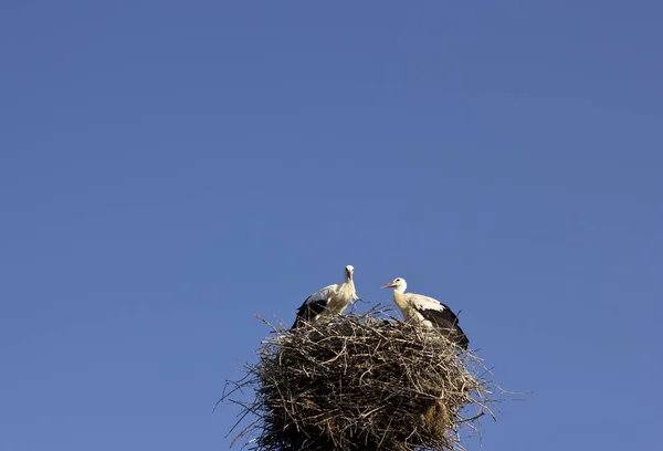 Storks Sky Storks Nest — Stock Photo, Image