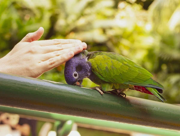 Papagaio Livre Homem Acariciando Papagaio — Fotografia de Stock