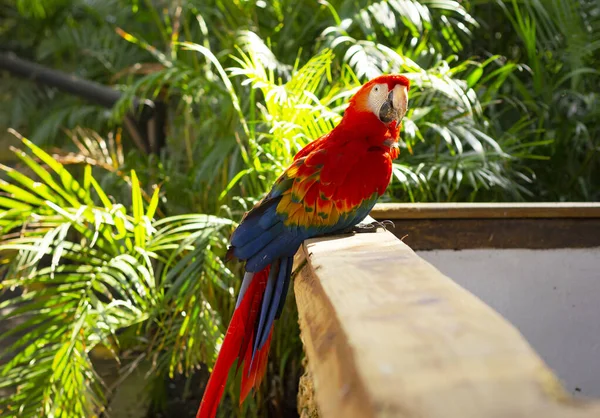 Kleurrijke Papegaai Buiten Neem Contact Met Zoo Vogels — Stockfoto