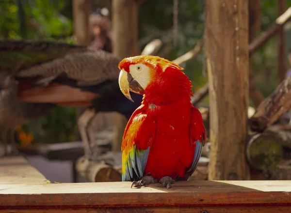 Färgglada Papegojor Utomhus Kontakta Zoo Fåglar — Stockfoto