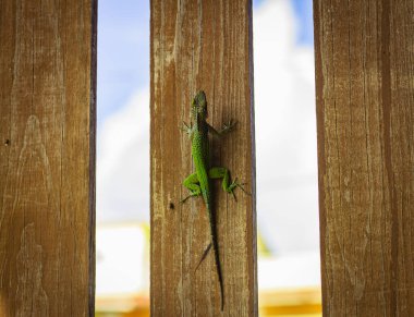 Ahşap bir arka planda yeşil kertenkele. Şirin sürüngen..
