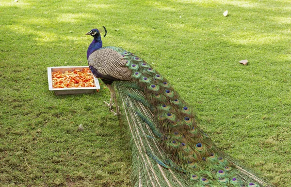 Pavão Colorido Grama Verde Peacock Está Comer Pavão Com Uma — Fotografia de Stock