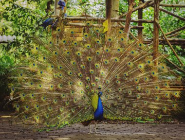 Güzel bir tavus kuşunun tam boy portresi. Tam büyüyen tavus kuşu.