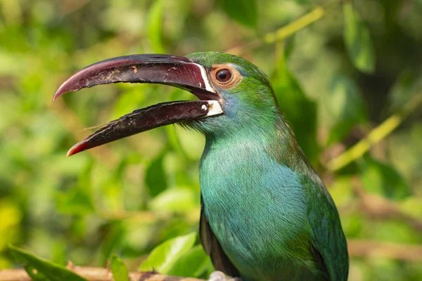 Green Toucan Tree Contact Zoo Bird Large Beak — Stock Photo, Image