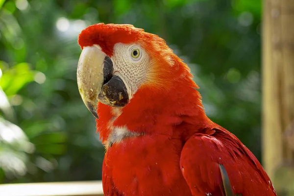 Renkli Bir Papağan Yürüyor Kırmızı Kuş Letişim Hayvanat Bahçesi — Stok fotoğraf