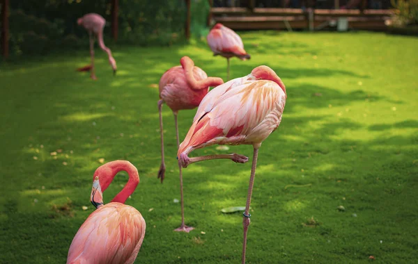 Pink flamingos on the nature. Contact Zoo. Pink flamingo.