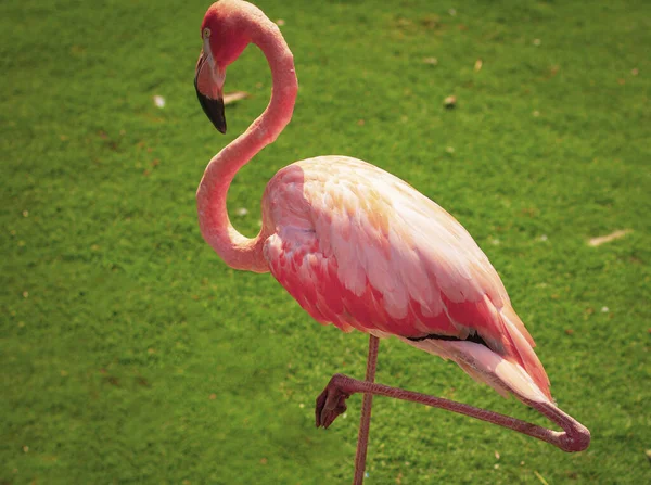 Pink Flamingos Nature Contact Zoo Pink Flamingo — Stock Photo, Image