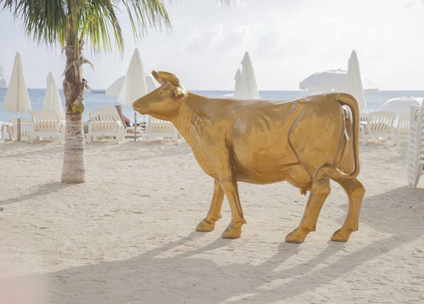 Golden Cow White Beach Cow Gold — Stock Photo, Image