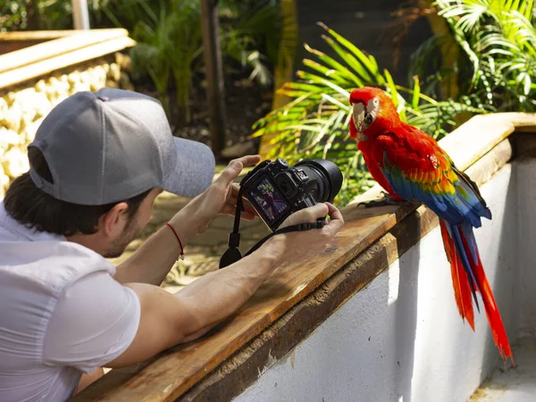 Genç Bir Adam Bir Papağanın Fotoğrafını Çekiyor Fotoğrafçı Bir Fotoğrafçının — Stok fotoğraf