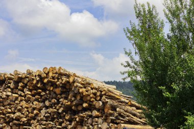 Yakacak odun yığını. Açık havada yakacak odun. Testere ağaçları.