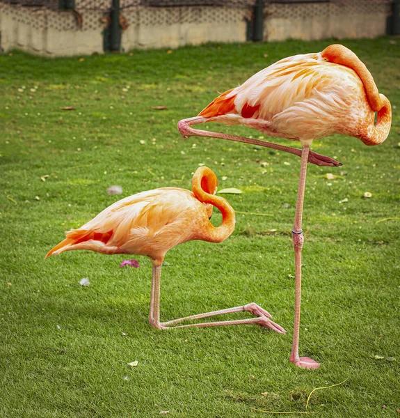 Flamants Roses Sur Herbe Verte — Photo