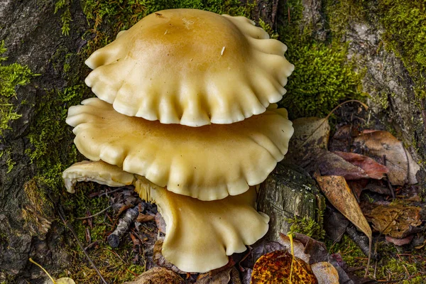 Mushroom grow under a tree. Mushrooms in Alaska. Alaskan mushrooms. Northern mushrooms.