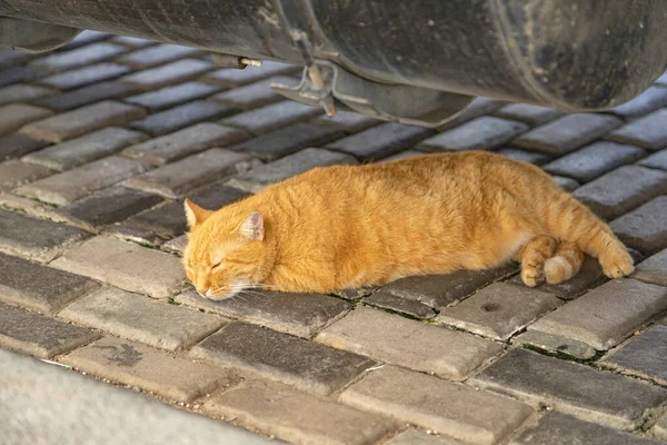 Gato Rojo Esconde Del Calor Cat Está Durmiendo —  Fotos de Stock