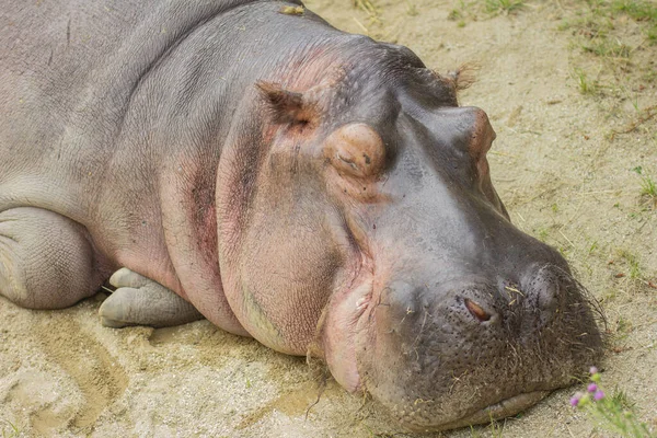 Nilpferd Aus Nächster Nähe Porträt Eines Nilpferdes — Stockfoto