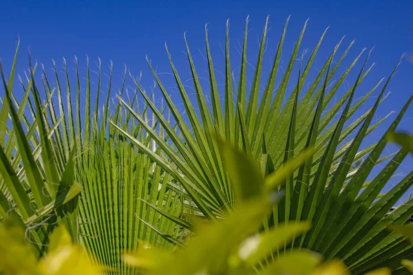 Palm tree leaves . Blue sky background.