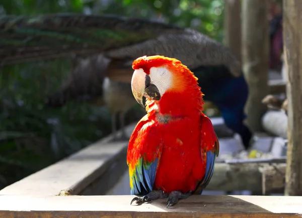 Szkarłatna Papuga Papuga — Zdjęcie stockowe
