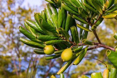 Doğal ağaçta yeşil hindistan cevizi meyvesi